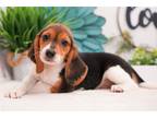 Beagle Puppy for sale in Springfield, MO, USA