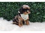 Cavapoo Puppy for sale in Bloomington, IN, USA