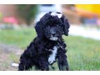 Mutt Puppy for sale in Canton, OH, USA