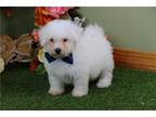 Bichon Frise Puppy for sale in Springfield, MO, USA