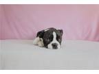 Boston Terrier Puppy for sale in Fort Wayne, IN, USA