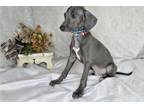 Italian Greyhound Puppy for sale in Fort Smith, AR, USA