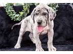 Great Dane Puppy for sale in South Bend, IN, USA