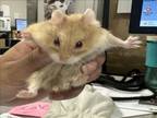 Adopt 24 BROWN a Hamster