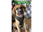 Adopt Stanley a Labrador Retriever