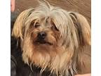 Adopt Sauerkraut-ADOPTED a Yorkshire Terrier, Mixed Breed