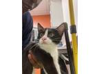 Adopt Naughty by Nature a Domestic Short Hair