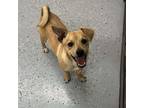 Adopt Freeloading Frankie a Mixed Breed