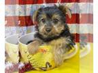 Morkie PUPPY FOR SALE ADN-804161 - Lil Toby is POTTY TRAINED