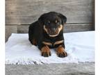 Rottweiler PUPPY FOR SALE ADN-804205 - AKC Rottweiler For Sale Fredericksburg OH