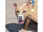 Adopt FRAPPE a Pit Bull Terrier, Mixed Breed