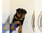 Rottweiler PUPPY FOR SALE ADN-804342 - Rae Halsall