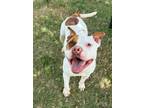 Adopt MAYWEATHER a Pit Bull Terrier