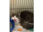 Adopt Cashmere a Domestic Long Hair