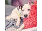 Adopt Uzi a Pit Bull Terrier, American Staffordshire Terrier