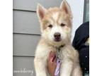 Adopt Sasha a Siberian Husky