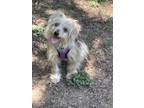 Adopt Jules a Yorkshire Terrier, Mixed Breed