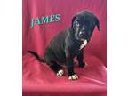 Adopt James a Mastiff, Mixed Breed