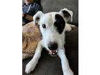 Adopt Domino a Parson Russell Terrier, Mixed Breed