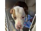 Adopt Kendrick a Pit Bull Terrier, American Staffordshire Terrier