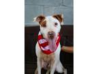 Adopt Wendell a Pit Bull Terrier, Mixed Breed