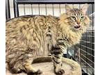 Victor, Domestic Longhair For Adoption In Plymouth, Minnesota
