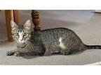 Charlie - Mom To 'top Gun' Kittens, Domestic Shorthair For Adoption In