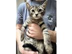 Croissant's Strudel Kitten, Domestic Shorthair For Adoption In Rockaway