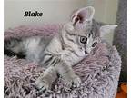 Blake (24-503), Domestic Mediumhair For Adoption In Seven Valleys, Pennsylvania