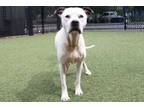 Adopt Sully a American Staffordshire Terrier, Mixed Breed