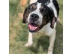 Adopt Winchester a Coonhound, Mixed Breed