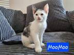 Adopt MooMoo a Domestic Short Hair