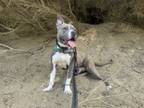 Adopt Ace a American Bully, American Staffordshire Terrier