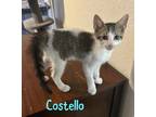 Adopt Costello a Domestic Short Hair
