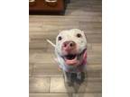 Adopt Smalls a American Staffordshire Terrier, Mixed Breed