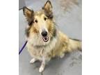 Adopt Willow a Collie, Mixed Breed