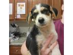 Adopt Collin - 070304S a Beagle