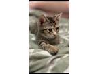Adopt Blueberry a Domestic Short Hair