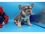 French Bulldog Puppy for sale in Joplin, MO, USA