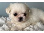 Pekingese Puppy for sale in Springfield, MO, USA