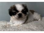 Pekingese Puppy for sale in Springfield, MO, USA