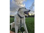 Adopt Lady a Great Pyrenees