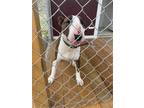 Adopt DENA a Brindle - with White Bull Terrier / Mixed dog in Palm Desert