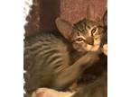 Adopt Desdemona a Domestic Short Hair