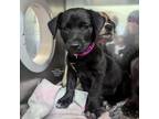 Adopt Conley a Black Labrador Retriever