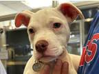 Adopt Lilly a Pit Bull Terrier