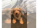 Yorkshire Terrier PUPPY FOR SALE ADN-804496 - Gorgeous Traditional Male