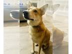 Labrador Retriever Mix DOG FOR ADOPTION RGADN-1279906 - Spike (now Nash) -