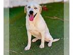 Labrador Retriever Mix DOG FOR ADOPTION RGADN-1280091 - Maxie - Labrador