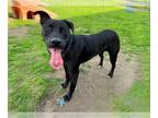 Labrador Retriever Mix DOG FOR ADOPTION RGADN-1280103 - LEO - Labrador Retriever